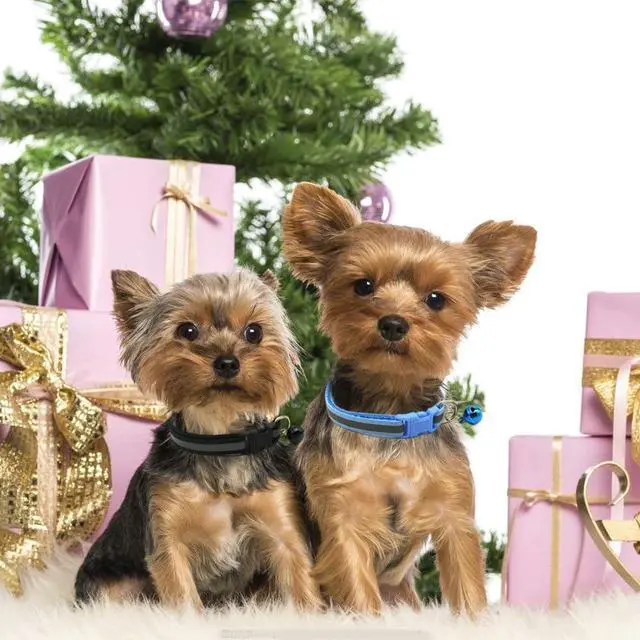 Alt view image 3 of 7 - Black XXS Dog Collar with Bell Leash Set, Reflective Puppy Cat Collars XS | Soft Nylon Adjustable for XXS XS Extra Small XSmall Tiny Boy Girl Puppies Dogs Pet Female Male Kitten Yorkie Teacup Chihuahu