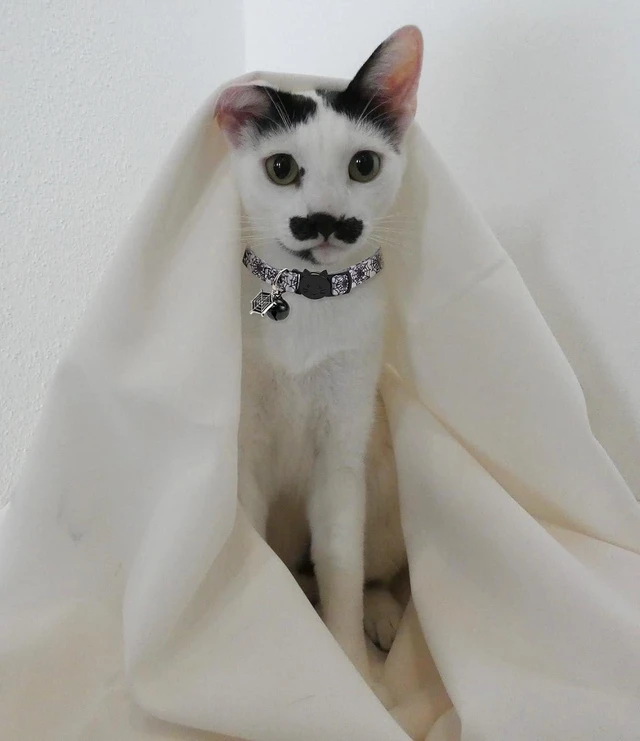 Alt view image 2 of 7 - Cat Collar Halloween Set of 2, Skull Cat Collar for Small Dogs, Holiday Kitten Collar with Bell