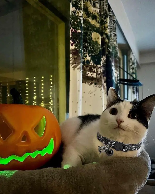 Alt view image 4 of 7 - Cat Collar Halloween Set of 2, Skull Cat Collar for Small Dogs, Holiday Kitten Collar with Bell
