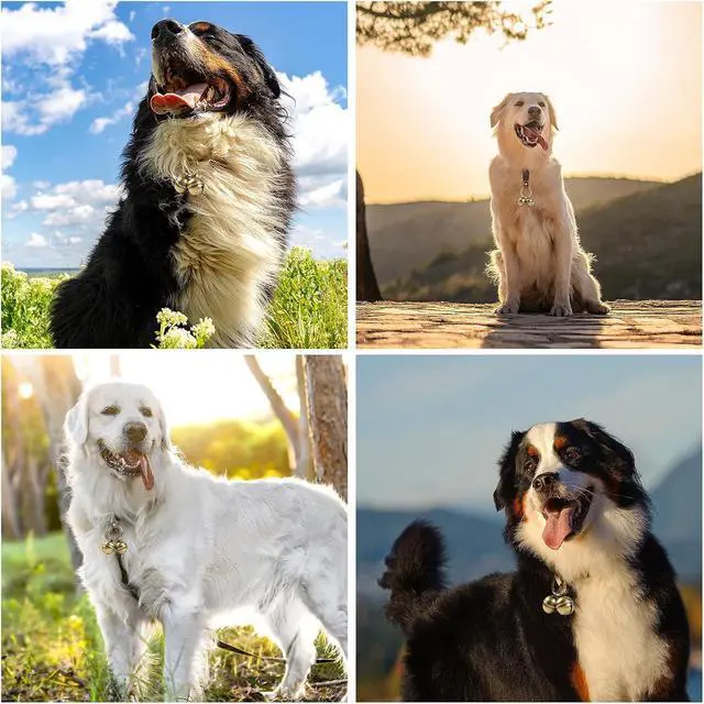 Alt view image 7 of 7 - Loud Dog Collar Bells, Durable Pet Bells Tracker for Large Dogs, 4 Copper ells and 2 Leather Button Strap for Outdoor Safety, Pet Tracking, Hiking, Walking