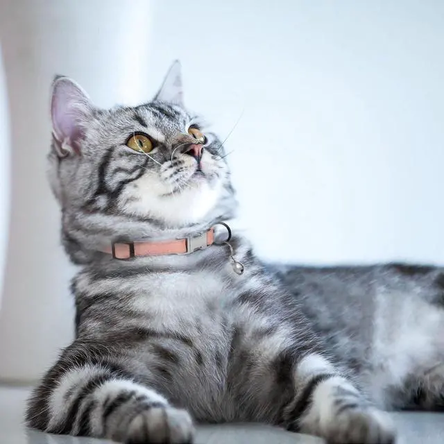 Alt view image 6 of 7 - Leather Cat Collar with Buckle and Removable Bell - Non Breakaway Adjustable Soft Safety Small Pet Collars for Girl Boy Cats Kitten (Flamingo)