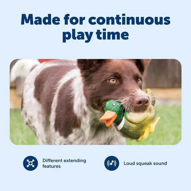 Alt view image 3 of 6 - Animal Squeak Dog Toy, Duck | Pop-Out Tail Feature Extends When Squeezed, Realistic Colors and Features, Irresistible Squeak for Hours of Engaging Play