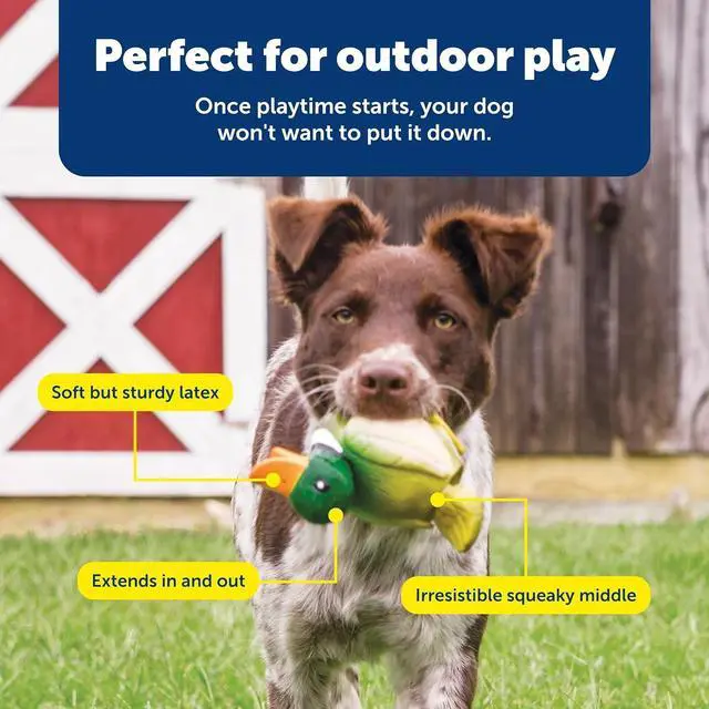 Alt view image 4 of 6 - Animal Squeak Dog Toy, Duck | Pop-Out Tail Feature Extends When Squeezed, Realistic Colors and Features, Irresistible Squeak for Hours of Engaging Play