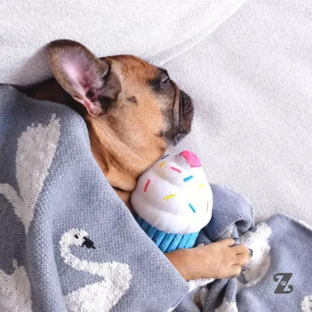 Alt view image 6 of 7 - Birthday Cupcake- Dog Squeaky Toys to Keep Them Busy, Funny Food Plush for Small, Medium, & Large Dogs, Cute Stuffed Puppy Toy, Pet Products, Gift for Dogs of All Breeds, Soft & Cuddly- Blue
