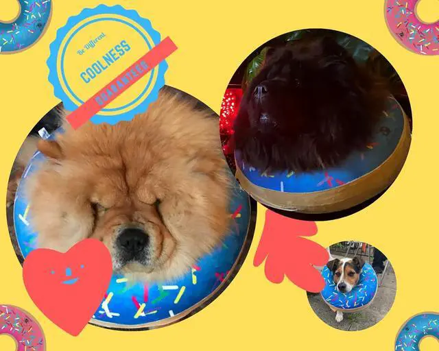 Alt view image 3 of 7 - Dog Donut Collar | Great Alternative to a Traditional Plastic Cone or a Soft Recovery Collar | Our Inflatable Recovery Collar is an Excellent Choice After Surgery | Made for Large Dogs (Blue)