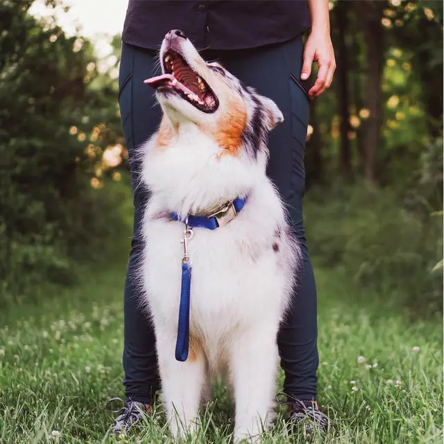 Alt view image 5 of 6 - Dog Training Leash, 9 Inch Tab Lead for Obedience, Recall, and Agility Training, Made in The USA, Black