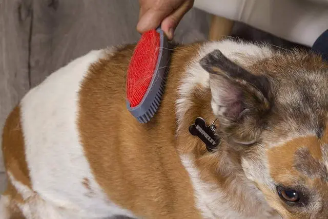 Alt view image 5 of 7 - Duo Pet Hair Rubber Brush, Dual Sided to Easily Remove Fur and Lint from Clothing and Upholstery, Thick Bristles Groom Dogs and Cats, Easy to Clean, Colors May Vary