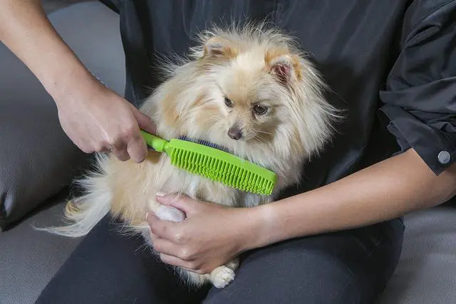 Alt view image 6 of 7 - Duo Pet Hair Rubber Brush, Dual Sided to Easily Remove Fur and Lint from Clothing and Upholstery, Thick Bristles Groom Dogs and Cats, Easy to Clean, Colors May Vary