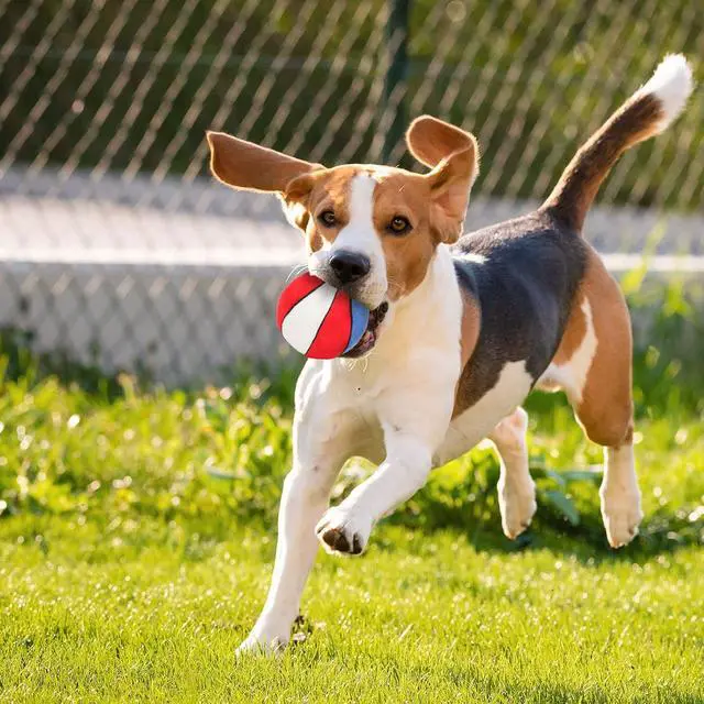 Alt view image 6 of 6 - Dog Toys Balls - Chewable Plush Basketball for Dogs, Soft Pet Ball | Squeaky Dog Ball Stuffed with Fluffy, Durable Indoor Outdoor Dog Puzzle Toy, Birthday Festival for Puppy Small Medium Breeds