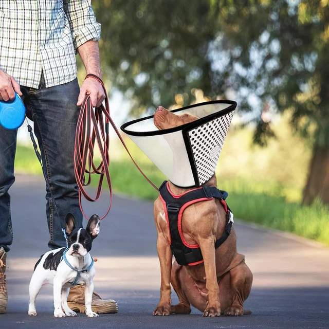 Alt view image 6 of 6 - Pet Dog Cone Collar After Surgery, Adjustable Plastic Pet Recovery | E-Collar for Dogs Cats, Soft Breathable Surgical Elizabethan Dog Neck Cover for Prevent Biting and Stop Licking Wound Medium