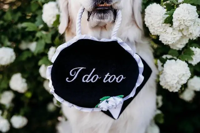 Alt view image 4 of 7 - Wedding Toy Cute Plush - I Do Too Wedding Sign | Dog Squeaky Toy to Keep Them Busy, for Small, Medium, & Large Dogs, Pet Products, Gift for All Breeds, 2 Round Squeakers