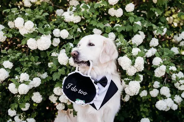 Alt view image 7 of 7 - Wedding Toy Cute Plush - I Do Too Wedding Sign | Dog Squeaky Toy to Keep Them Busy, for Small, Medium, & Large Dogs, Pet Products, Gift for All Breeds, 2 Round Squeakers