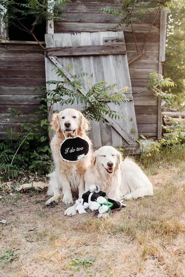 Alt view image 6 of 7 - Wedding Toy Cute Plush - I Do Too Wedding Sign | Dog Squeaky Toy to Keep Them Busy, for Small, Medium, & Large Dogs, Pet Products, Gift for All Breeds, 2 Round Squeakers