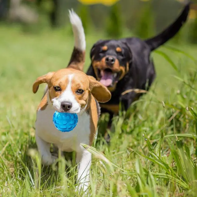 Alt view image 6 of 6 - 3'' Squeaky Dog Toy Balls for Lagre Medium Breed, Indestructible Dog Balls for Playing, Fetching & Retrieving, Durable Aggressive Chewers, 2 PCS Green