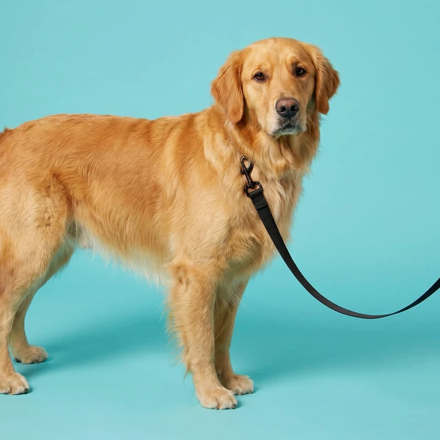 Alt view image 4 of 6 - Vibrant Life 6' Solid Polyester Leash, Black, L