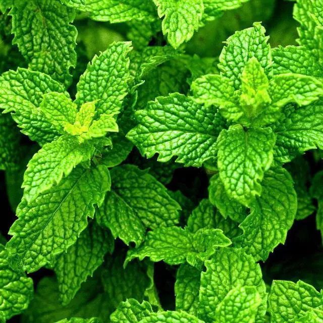 Alt view image 4 of 6 - Mainstays Pure Peppermint Essential Oil, 15ml, 1 Pack