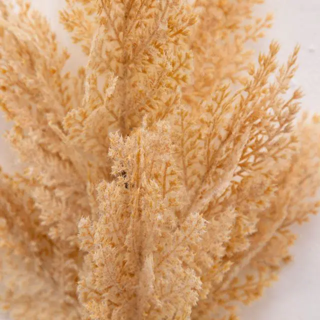 Alt view image 4 of 5 - Better Homes & Gardens 33 in Artificial Dried Pampas Stem, 1 Stem