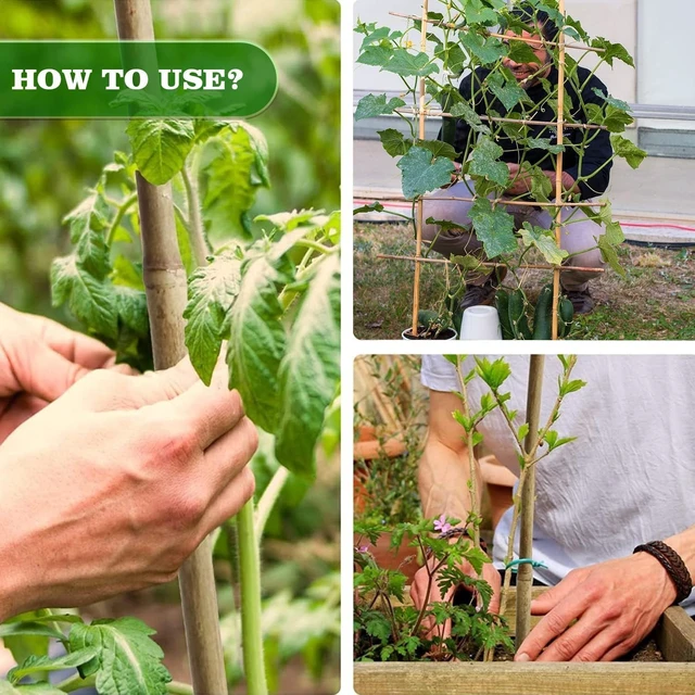 Alt view image 6 of 7 - 3/4" D 7 Feet Bamboo Stakes 50 Pack, Thicker Heavy-Duty Plant Stakes, Natural Garden Stakes for Bean, Tomato, Bean, Flowers,Trees Potted and Climbing Plant Support