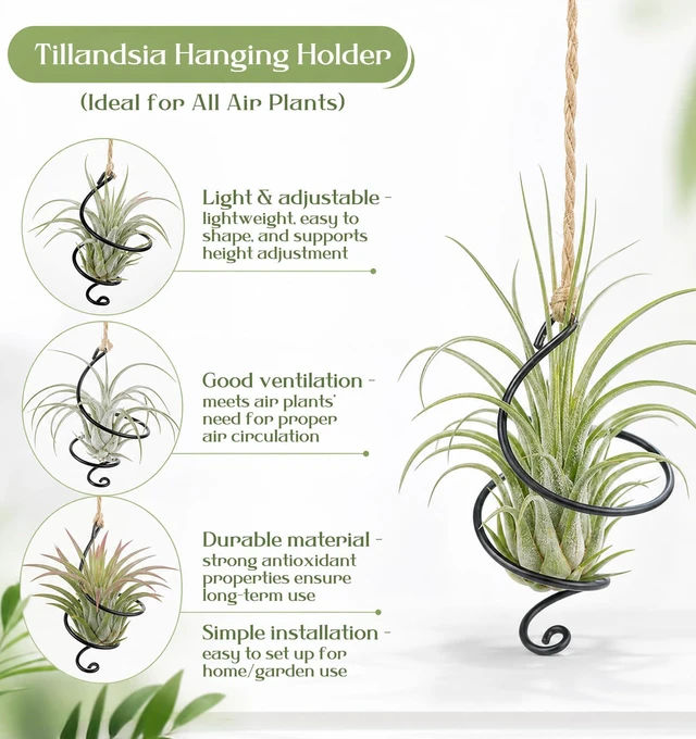 Alt view image 6 of 7 - Thrymme 6 Pcs Air Plant Hanger, Airplant Plant Holder Set with Jute Rope - Black Iron Hanging Display for Tillandsia, Home & Office Decor