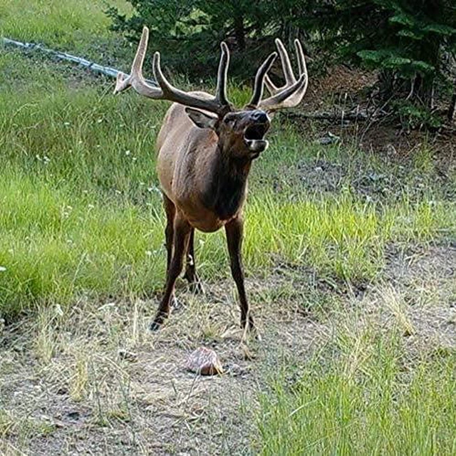 Alt view image 3 of 6 - Trophy Rock Redmond All-Natural Mineral Rock/Salt Lick, Attract Deer and Big Game (7 lb)