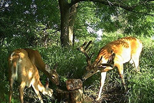 Alt view image 4 of 6 - Trophy Rock Redmond All-Natural Mineral Rock/Salt Lick, Attract Deer and Big Game (7 lb)