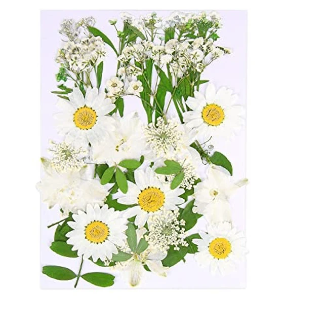 Alt view image 2 of 6 - Augshy White Dried Pressed Flowers,Real Natural Dried Flowers Colorful Pressed Flowers for Resin Mold Jewelry Art Craft DIY