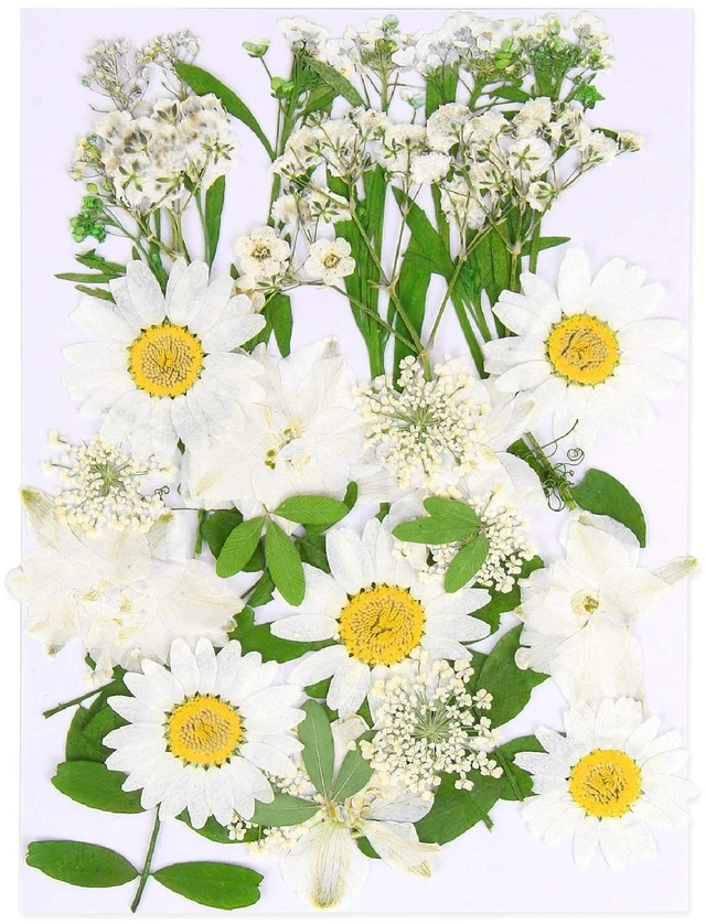 Main image of Augshy White Dried Pressed Flowers,Real Natural Dried Flowers Colorful Pressed Flowers for Resin Mold Jewelry Art Craft DIY