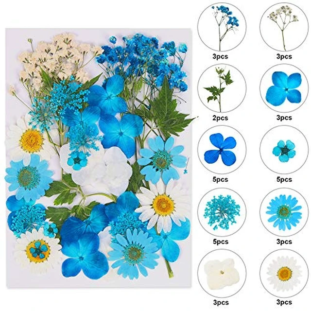 Alt view image 5 of 6 - Augshy White Dried Pressed Flowers,Real Natural Dried Flowers Colorful Pressed Flowers for Resin Mold Jewelry Art Craft DIY