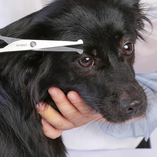 Alt view image 5 of 5 - Professional Pet Grooming Scissors with Round Tip Stainless Steel Dog Eye Cutter for Dogs and Cats, Professional Grooming Tool, Size 6.70" x 2.6" x 0.43" 1. Grey