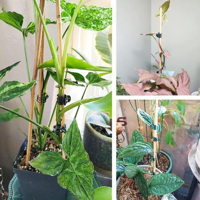 Alt view image 5 of 6 - Plants Orchid Support Clips Plant Clips Orchid Clips Flower Vine Clips for Supporting Stems Vines Stalks Climbing Plant Grow Upright 30PCS Tiny Size