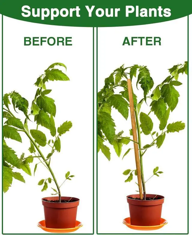 Alt view image 6 of 6 - 12 Pack 17.5 Inch Plant Stakes for Indoor Plants,Bamboo Sticks for Plants Bamboo Poles Plant Support Stakes Garden Supplies Tomato Trellis for Outdoor Plants