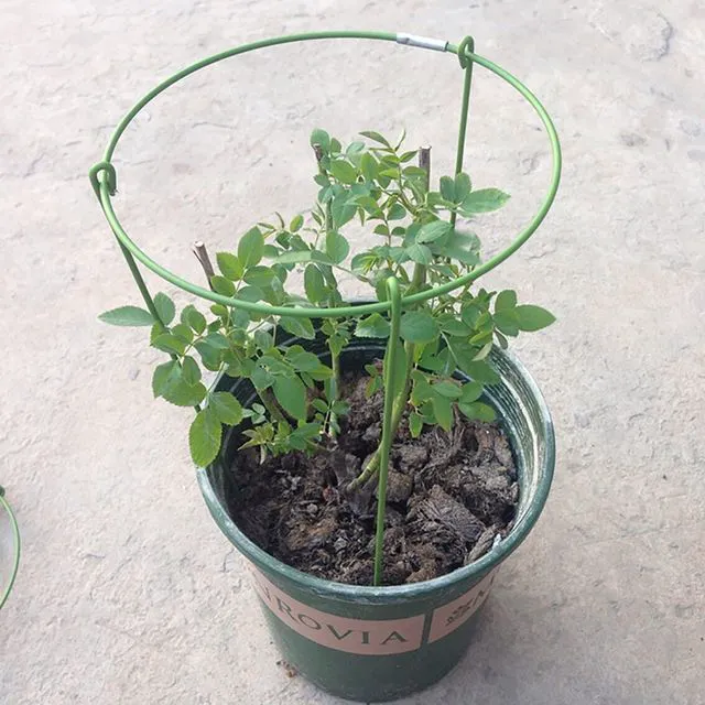 Alt view image 5 of 7 - (Pack of 3) Garden Plant Support Rings, 5.5" Wide x 11" High, 3 Legs