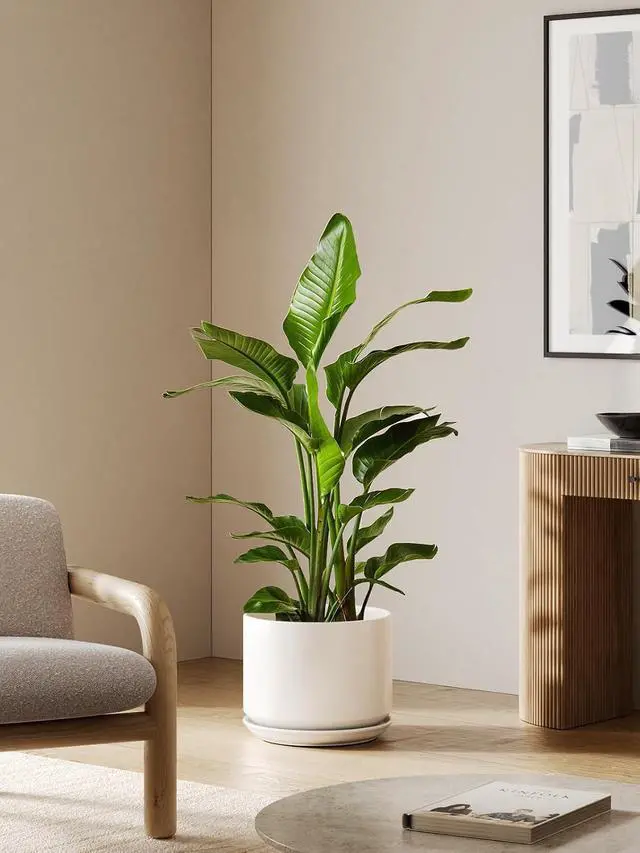 Alt view image 2 of 6 - 12 Inch Ceramic Plant Pots with Drainage Holes and Saucers Elegant Durable Large Plant Pot for Home Office Decor White