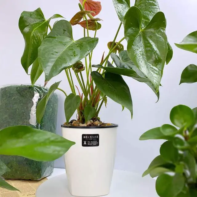 Alt view image 7 of 7 - 8 Pack 4 Inch Self Watering Plastic Planter with Inner Pot White Flower Plant Pot,Modern Decorative Flower Pot for All House Plants,Flowers,Herbs,African Violets