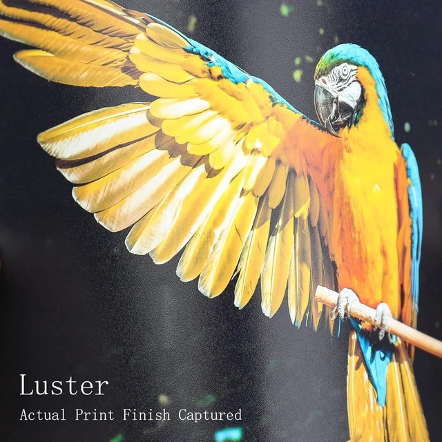 Alt view image 2 of 6 - Photo Paper Resin Coated 13x19 Inch Luster Photo Printer Paper 66lb for Inkjet Printer Water-Resistant Soft Gloss 50 Sheets