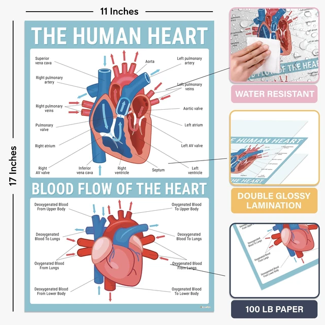 Alt view image 2 of 7 - Biology Posters for Classroom, 15 Pack 11x17 Science Charts Laminated Educational Biology Charts for Middle & High School - Decor for Hallways, Bulletin Boards, Home Study Room