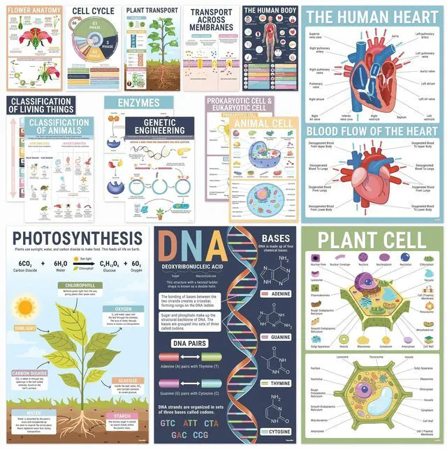 Main image of Biology Posters for Classroom, 15 Pack 11x17 Science Charts Laminated Educational Biology Charts for Middle & High School - Decor for Hallways, Bulletin Boards, Home Study Room