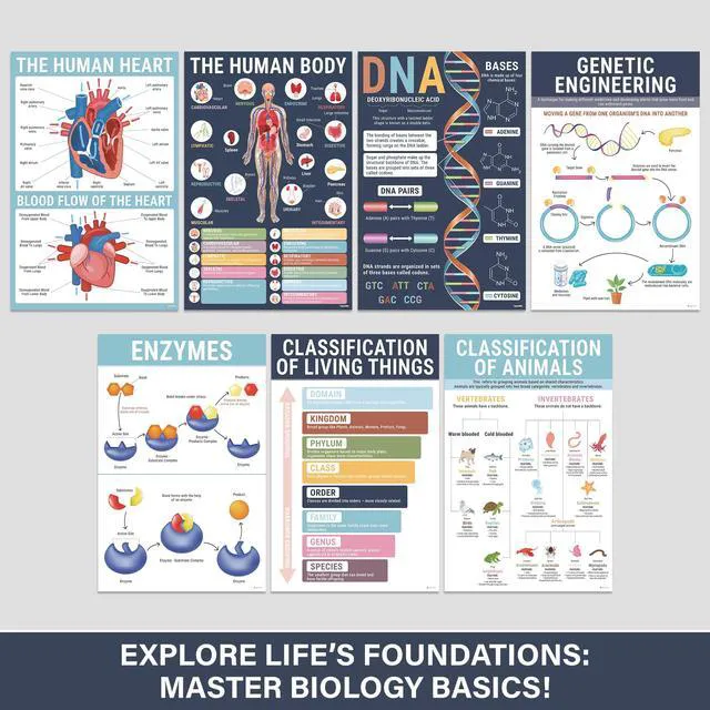 Alt view image 3 of 7 - Biology Posters for Classroom, 15 Pack 11x17 Science Charts Laminated Educational Biology Charts for Middle & High School - Decor for Hallways, Bulletin Boards, Home Study Room