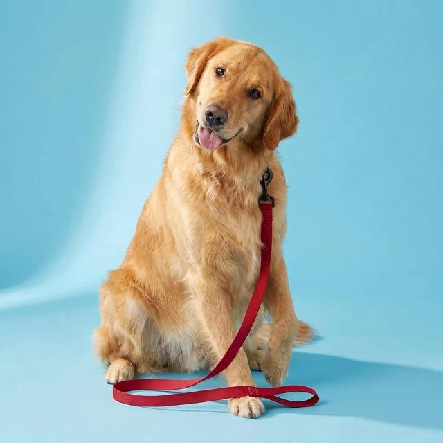 Alt view image 6 of 6 - Vibrant Life 6' Solid Polyester Leash, Red, M/L