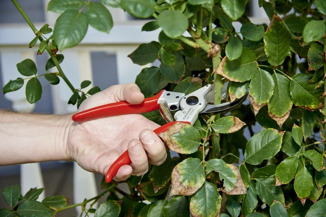 Alt view image 2 of 7 - Tools BP 4250 MAXFORGED Aluminum Bypass Pruner, 1-Inch Cut Capacity, Professional Hand Pruning Shears with Replaceable Steel Blade & Ergonomic Angled Head