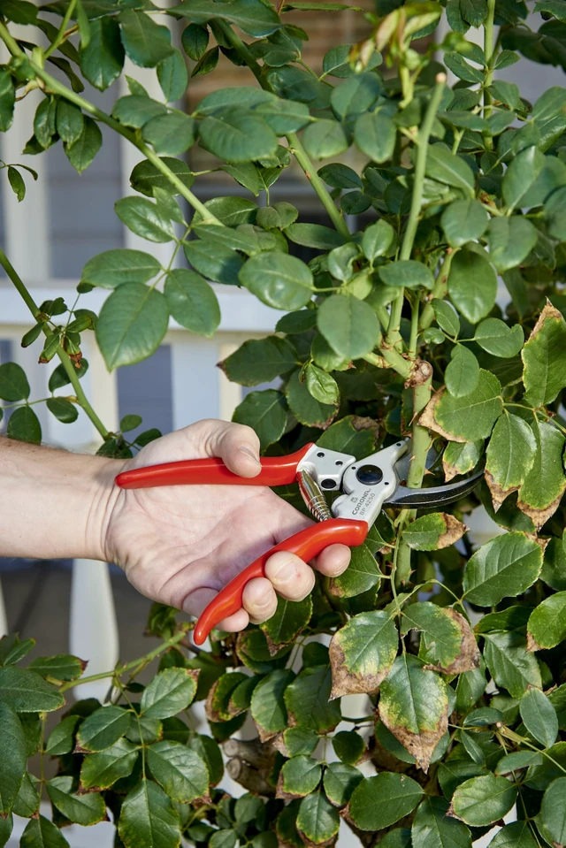 Alt view image 4 of 7 - Tools BP 4250 MAXFORGED Aluminum Bypass Pruner, 1-Inch Cut Capacity, Professional Hand Pruning Shears with Replaceable Steel Blade & Ergonomic Angled Head