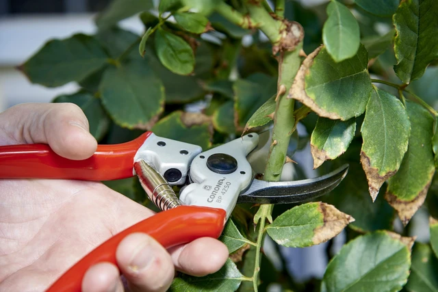 Alt view image 6 of 7 - Tools BP 4250 MAXFORGED Aluminum Bypass Pruner, 1-Inch Cut Capacity, Professional Hand Pruning Shears with Replaceable Steel Blade & Ergonomic Angled Head