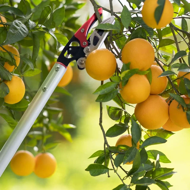 Alt view image 2 of 7 - 32-Inch Cut and Hold Pruners, Long-Reach Tree Pruner with Rotating Cutter Head, Long Pruning Shears for Garden, Fruit Picking, Branches Trimming