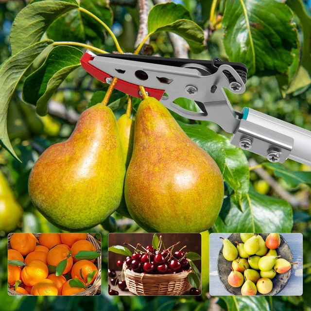 Alt view image 7 of 7 - 32 Inch Cut and Hold Pole Pruner - Lightweight Long Reach Tree Trimmer with Snip and Grip Technology, 1/2 Inch Cutting Capacity, One-Hand Use Fruit Picker for Roses, Persimmons & Tall Branches