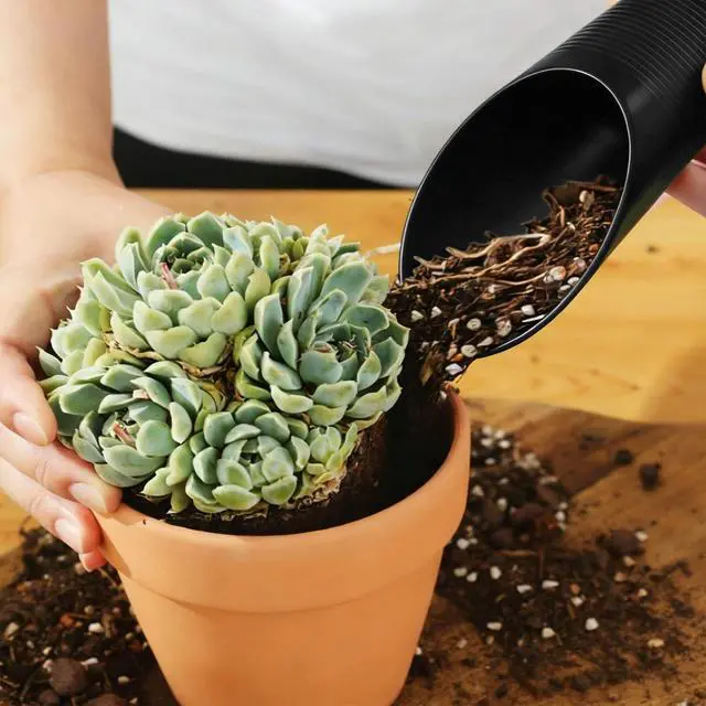 Alt view image 4 of 5 - Bonsai Soil Scoops Plastic Garden Shovels, Black, 1 Pcs | Colorful Mini Potting Scoops, For Plant Succulent, Lightweight and Stable Design, For Easy Gardening and Transplanting Tasks