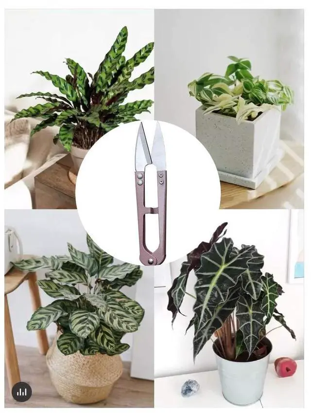 Alt view image 3 of 7 - 3 Pack 4.1Inch Bonsai Pruning Scissors, Bud And Leaves Trimmer Yarn Thread Cutter Snips Trimming Supplies, Garden Plants, Gardening Clippers Flower, Stainless Steel Pruners Trimmers