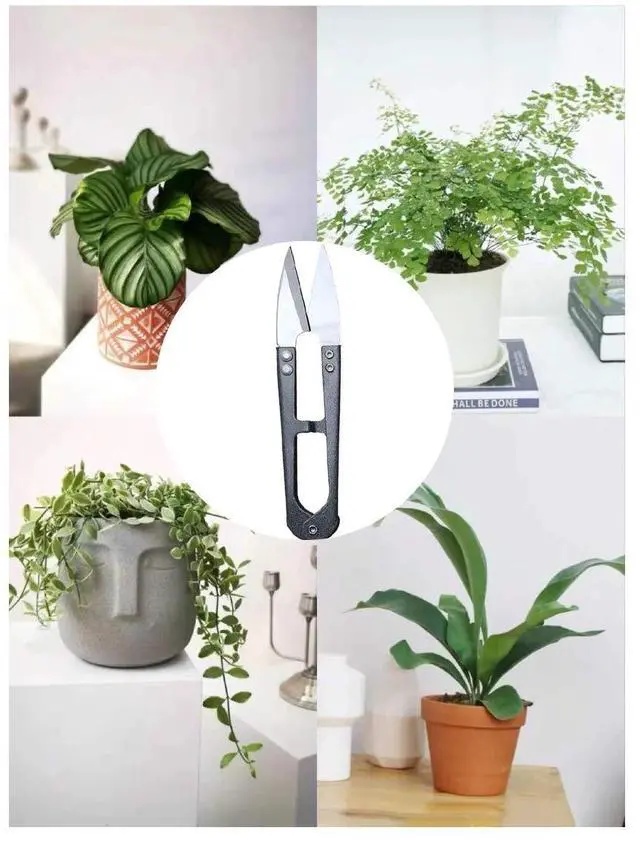 Alt view image 5 of 7 - 3 Pack 4.1Inch Bonsai Pruning Scissors, Bud And Leaves Trimmer Yarn Thread Cutter Snips Trimming Supplies, Garden Plants, Gardening Clippers Flower, Stainless Steel Pruners Trimmers
