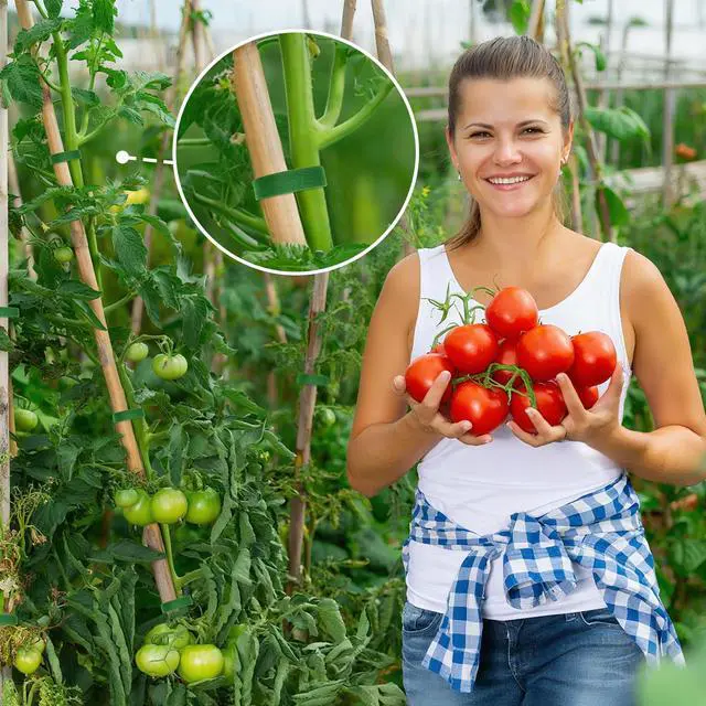 Alt view image 2 of 7 - Plant Tape for Climbing Plants - 32.8Ft 1/2" Reusable Garden Tape | Adjustable Plant Ties for Outdoor Plants, Green Gardening Tapes for Tomatoes, Flowers, Branches, Tree Support