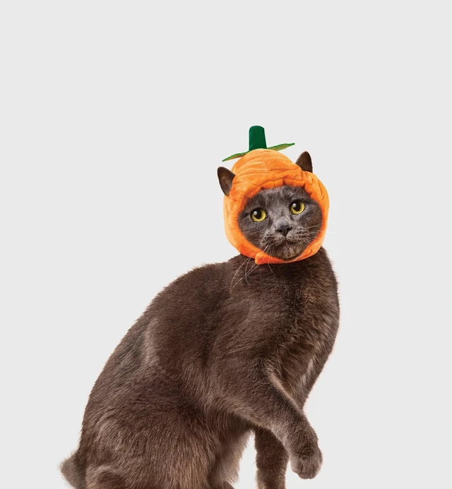 Main image of Pumpkin Cat Headpiece Costume - Boots & Barkley One Size Fits Most