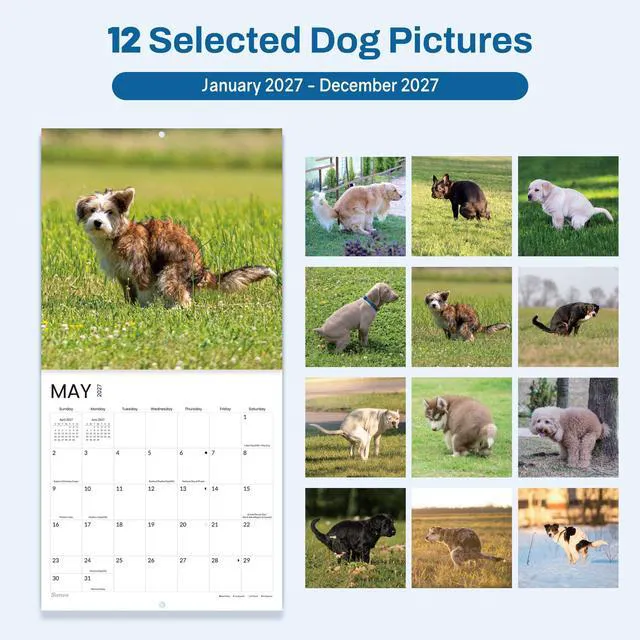 Alt view image 5 of 7 - Funny White Elephant Gag Gift Calendar, Pooping Pooches Calendar 2027 for Wall 12x12 Inches with 12 Months from January 2027 to December 2027, Thick Glossy Paper, 12" x 24" (Open), Funny Dog